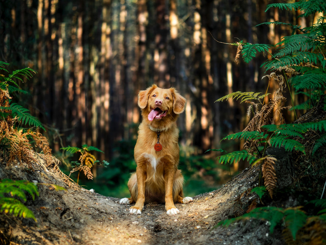 Tips for Hiking with Your Dog